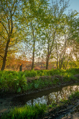 Fototapeta premium Beautiful nature in the forest , road in woodlands.Summer sunset in woods, road after the rain . Lens effect , summer forest with green leaves and grass. Yellow and green colors , beauty nature 