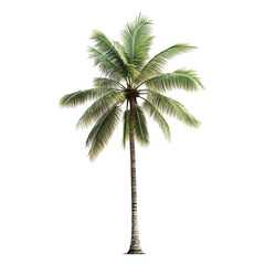 Single palm tree isolated on transparent background