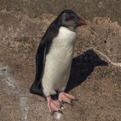 Fototapeta premium penguin on the beach