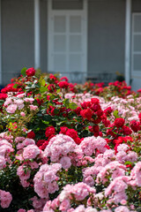 Fototapeta premium 横須賀2505 ヴェルニー公園20 バラ