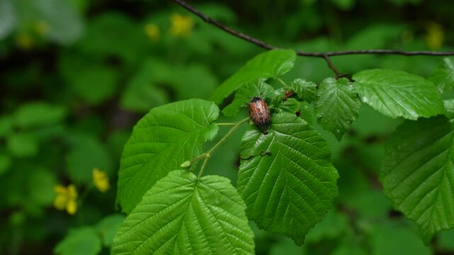 cockchafer on a leaf after rain
