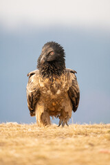 Bearded Vulture (Gypaetus barbatus) photographed in Spain