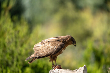 Common Buzzard (Buteo buteo) photographed in Spain