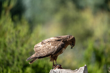 Common Buzzard (Buteo buteo) photographed in Spain