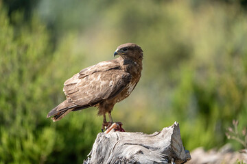 Common Buzzard (Buteo buteo) photographed in Spain