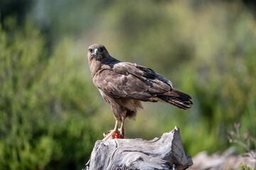 Common Buzzard (Buteo buteo) photographed in Spain