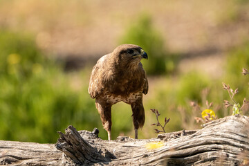 Common Buzzard (Buteo buteo) photographed in Spain