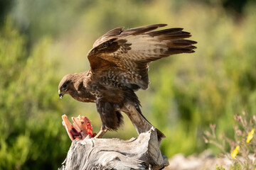 Common Buzzard (Buteo buteo) photographed in Spain