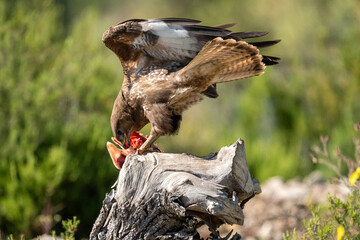 Common Buzzard (Buteo buteo) photographed in Spain
