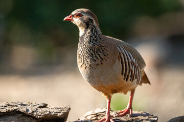 Red-legged partridge (Alectoris rufa) photographed in Spain