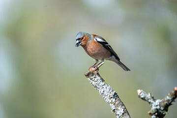 Chaffinch (Fringilla coelebs) photographed in Spain