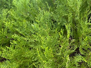 background of green branches of a cypress tree