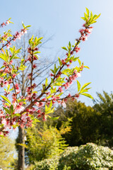 Prunus Amygdalus Rosella plant in Zurich in Switzerland 8.4.25