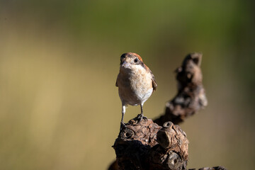 Woodchat shrike (Lanius senator) photographed in Spain