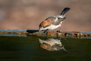 Woodchat shrike (Lanius senator) photographed in Spain