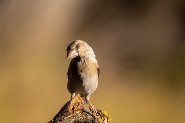 Common grosbeak (Coccothraustes coccothraustes) photographed in Spain