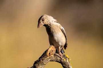 Common grosbeak (Coccothraustes coccothraustes) photographed in Spain