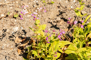 Calceolaria Purpurea plant in Zurich in Switzerland 8.4.25