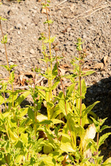 Calceolaria Purpurea plant in Zurich in Switzerland 8.4.25