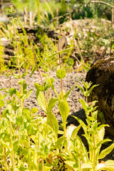 Calceolaria Purpurea plant in Zurich in Switzerland 8.4.25