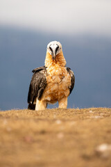 Bearded Vulture (Gypaetus barbatus) photographed in Spain