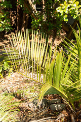 Chile cocopalm or Jubaea Chilensis plant in Zurich in Switzerland 8.4.25