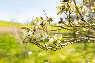 Parrotiopsis Jaquemontiana plant in Zurich in Switzerland 8.4.25