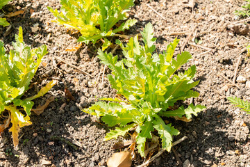 Opium poppy or Papaver Somniferum plant in Zurich in Switzerland 8.4.25