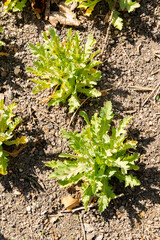 Opium poppy or Papaver Somniferum plant in Zurich in Switzerland 8.4.25