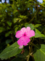 Beautiful flowers with delicate petals in nature