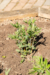 Yellow false indigo or Baptisia Tinctoria plant in Zurich in Switzerland 8.4.25