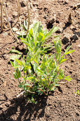 Yellow false indigo or Baptisia Tinctoria plant in Zurich in Switzerland 8.4.25