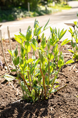Yellow false indigo or Baptisia Tinctoria plant in Zurich in Switzerland 8.4.25