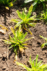 Dyers rocket or Reseda Luteola plant in Zurich in Switzerland 8.4.25