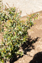 Argan or Argania Spinosa plant in Zurich in Switzerland 8.4.25