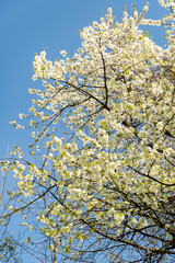 Wild cherry or Prunus Avium plant in Zurich in Switzerland 8.4.25