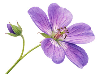 Obraz premium Purple flower close up view isolated on transparent background
