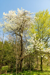 Fototapeta premium Wild cherry or Prunus Avium plant in Zurich in Switzerland 8.4.25