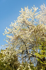 Wild cherry or Prunus Avium plant in Zurich in Switzerland 8.4.25