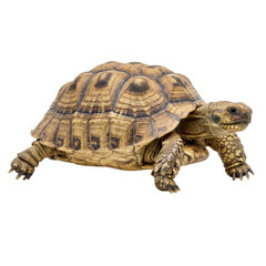 Fototapeta premium Tortoise Walking Side View Isolated on White