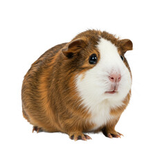 Guinea Pig Sitting Front View on White