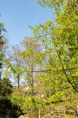 Larix X Eurolepis plant in Zurich in Switzerland 8.4.25