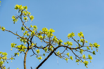 European bladdernut or Staphylea Pinnata plant in Zurich in Switzerland 8.4.25