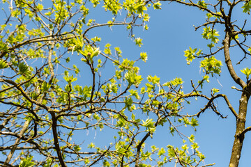 European bladdernut or Staphylea Pinnata plant in Zurich in Switzerland 8.4.25