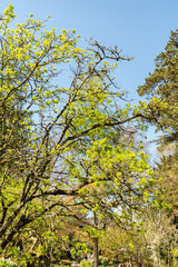 European bladdernut or Staphylea Pinnata plant in Zurich in Switzerland 8.4.25