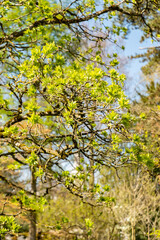 European bladdernut or Staphylea Pinnata plant in Zurich in Switzerland 8.4.25