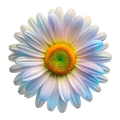 hologram daisy flower top view  isolated on white background. PNG Transparent file type with high definition quality And vibrant color grading Available.