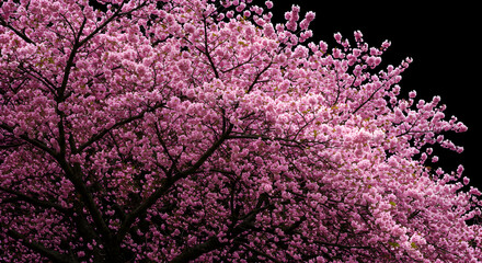Obraz premium Cherry blossom, Cherry blossoms, Sakura, Pink Cherry Blossom Tree at Night