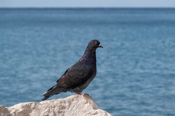 Taube (Columbidae)