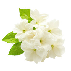 Fototapeta premium Delicate cluster of blossoms with vibrant foliage on transparent background